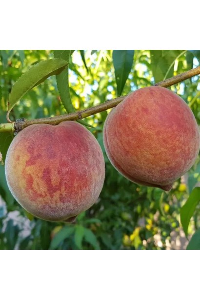 Персик домашній ‘Кондор’